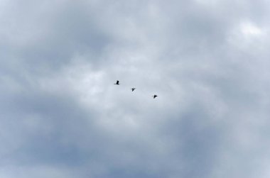 Gökyüzündeki güvercinler izole edilmiş