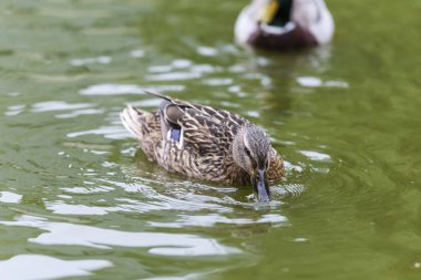 Ördekler gölde yüzüyor