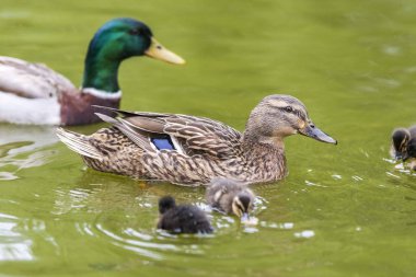 Ördekler gölde yüzüyor