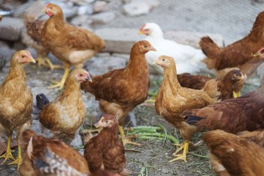 Çiftlikte izole edilmiş kümes hayvanları.