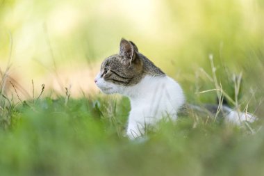 Çimlerde kedi portresi