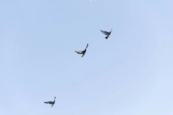 空中的鸽子被隔离了 — 图库照片