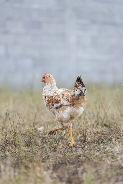 农场隔离的鸡 — 图库照片