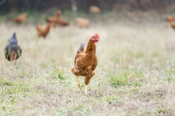 Kurczęta Izolowane Gospodarstwie — Zdjęcie stockowe