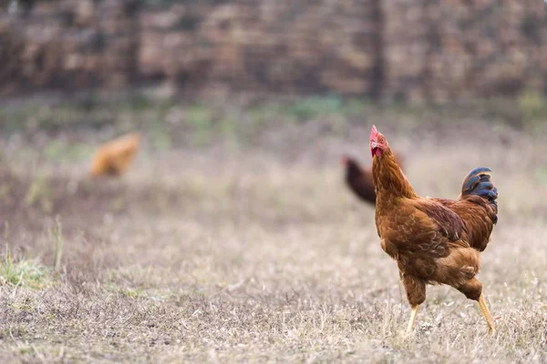 Kurczęta Izolowane Gospodarstwie — Zdjęcie stockowe