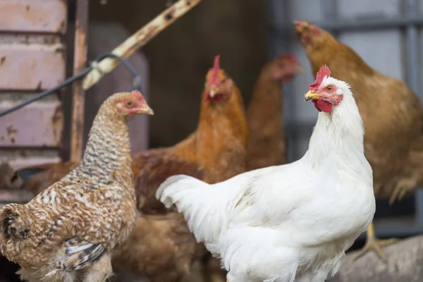 Gazdaságban Izolált Csirkék — Stock Fotó