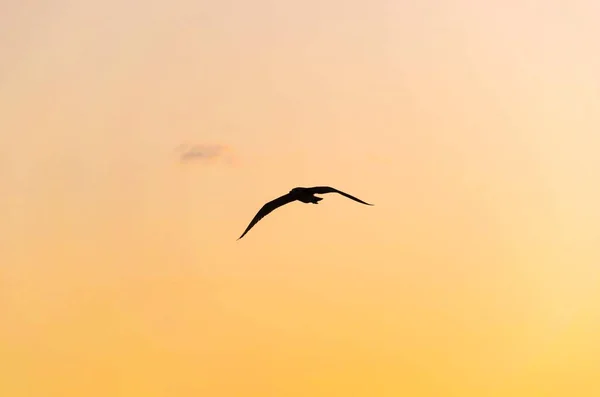 Pássaro Voando Céu Por Sol — Fotografia de Stock