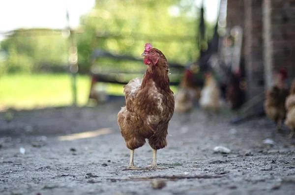 Polli Pollame Isolati Nell Azienda Agricola — Foto Stock