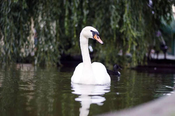 swan swimming in lake
