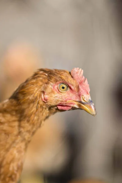 Tavuk Kafalı Kümes Hayvanı Yaklaş — Stok fotoğraf