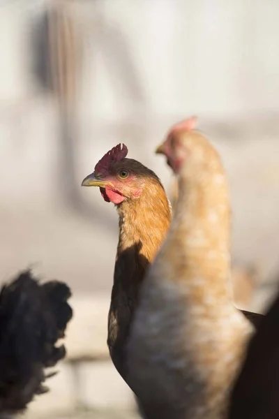 Πουλερικών Κεφάλι Κοτόπουλου Κοντά — Φωτογραφία Αρχείου