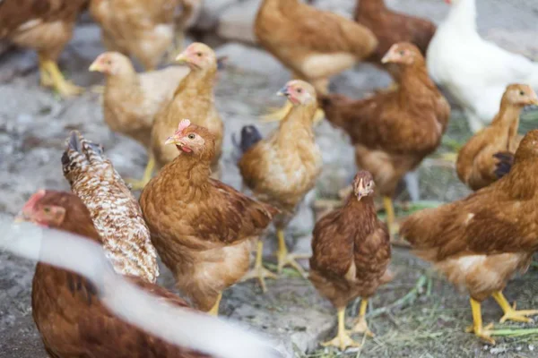 Polli Pollame Isolati Nell Azienda Agricola — Foto Stock