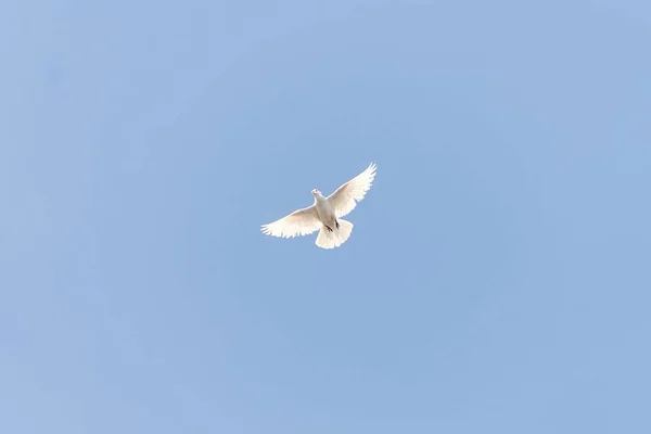 Pombo Pássaro Voar Com Asas Abertas — Fotografia de Stock