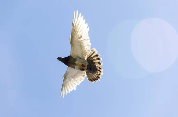 Pombo Pássaro Voar Com Asas Abertas — Fotografia de Stock