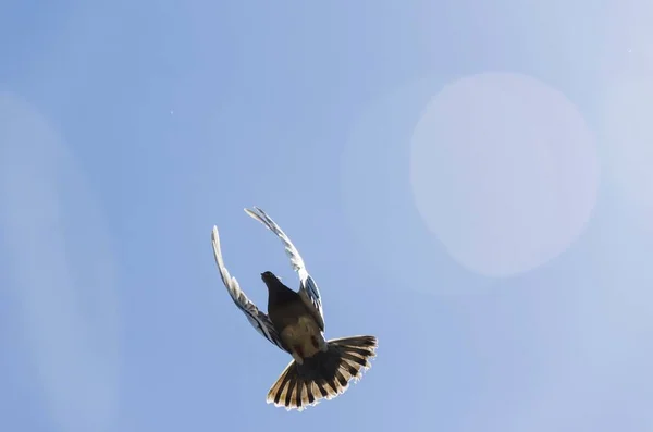 Pombo Pássaro Voar Com Asas Abertas — Fotografia de Stock