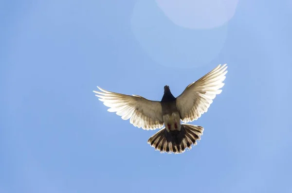 Pombo Pássaro Voar Com Asas Abertas — Fotografia de Stock