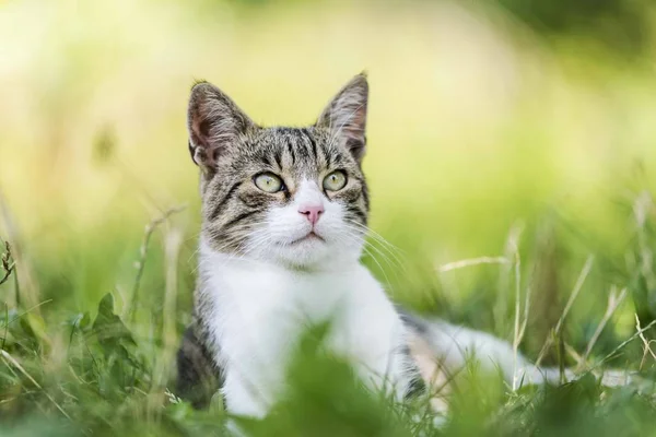 Katzenporträt Gras — Stockfoto