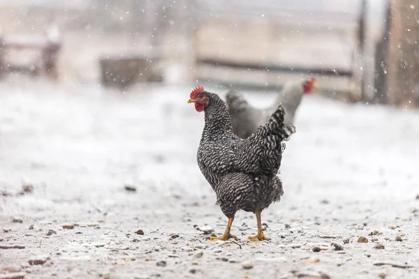 Drůbež Kuřata Izolované Farmě Během Sněžení Stock Fotografie