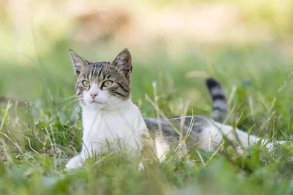 Potret Kucing Rumput Stok Foto Bebas Royalti