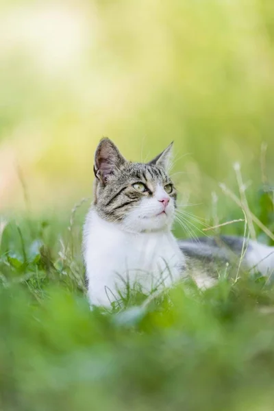 Кошачий Портрет Траве Стоковое Изображение