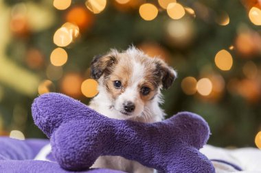 cute puppie dog isolated with christmas bokeh background clipart
