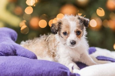 Noel arkaplanlı şirin köpek yavrusu.