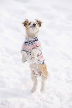 Köpek arka ayakları üzerinde zıplıyor. 