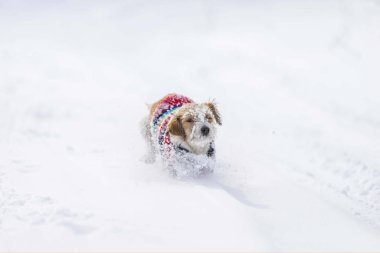 Tatlı teriyer köpeği karda koşuyor.