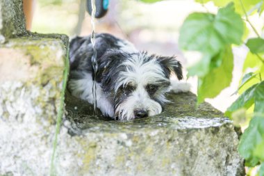 Beyaz arkaplanda yalıtılmış çilek meyvesi
