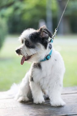 Beyaz arkaplanda yalıtılmış çilek meyvesi