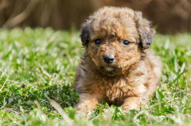 Bahçede melez yavru köpek portresi