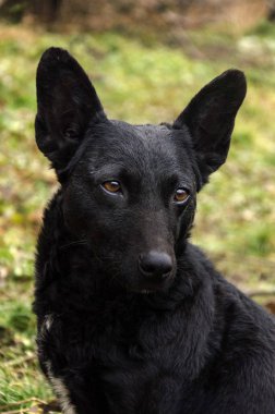 Beyaz arkaplanda yalıtılmış çilek meyvesi