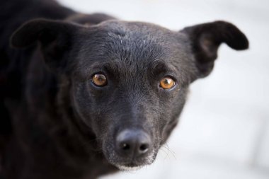 Beyaz arkaplanda yalıtılmış çilek meyvesi
