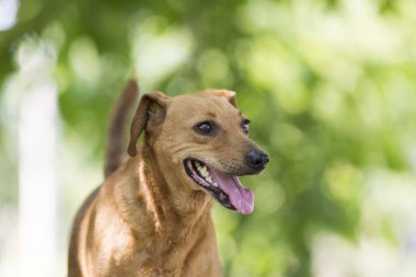 Beyaz arkaplanda yalıtılmış çilek meyvesi