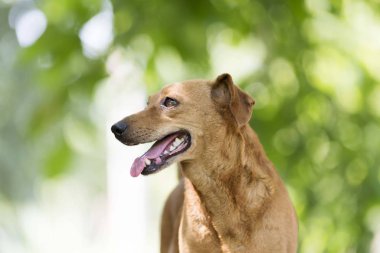 Beyaz arkaplanda yalıtılmış çilek meyvesi