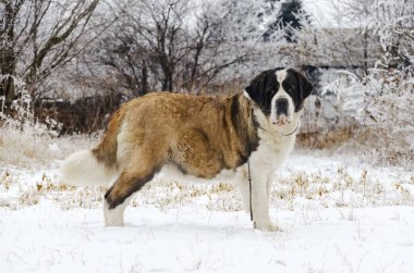 Aziz Bernard köpeği karda poz veriyor.
