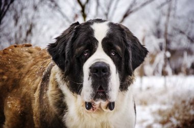 Aziz Bernard tog portresi