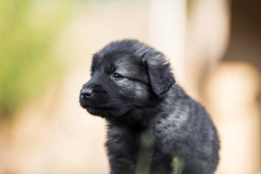 Sarplaninac çoban köpeğinin portresi