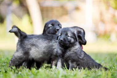 Çoban köpeği yavruları bahçede izole edilmiş.