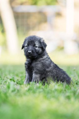 Bahçede izole edilmiş çoban köpeği yavrusu.