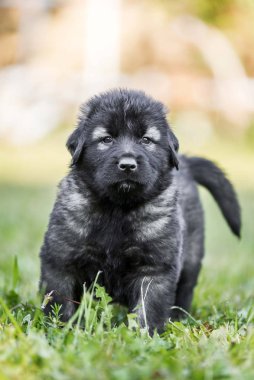 Bahçede izole edilmiş çoban köpeği yavrusu.