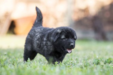 Çimenlerde koşan sevimli çoban köpeği yavruları.
