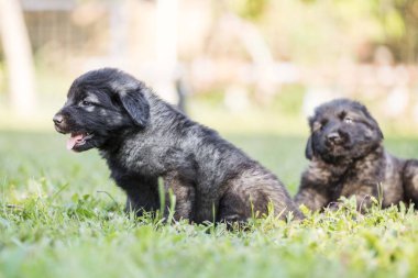 Çoban köpeği yavruları bahçede izole edilmiş.