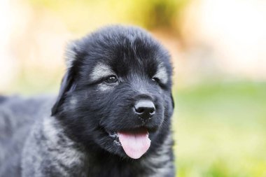 Sarplaninac çoban köpeğinin portresi
