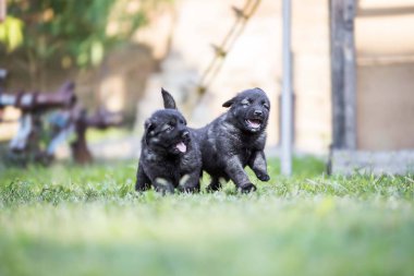 Çimenlerde koşan sevimli çoban köpeği yavruları.