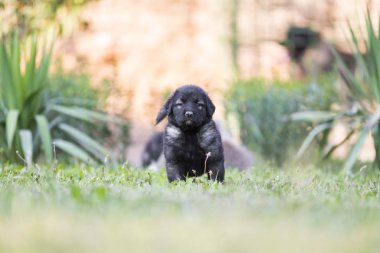Bahçede izole edilmiş çoban köpeği yavrusu.
