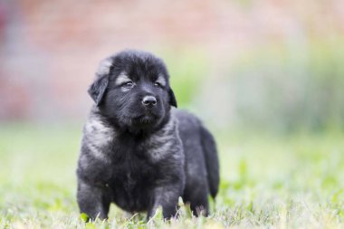 Bahçede izole edilmiş çoban köpeği yavrusu.