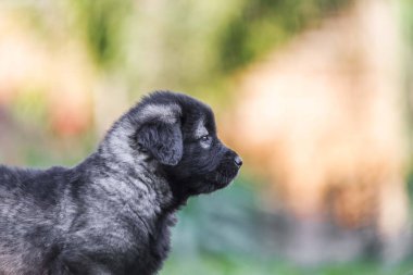 Sarplaninac çoban köpeğinin portresi
