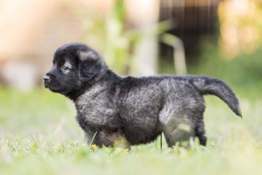 Bahçede izole edilmiş çoban köpeği yavrusu.