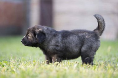 Çimenlerde koşan sevimli çoban köpeği yavruları.